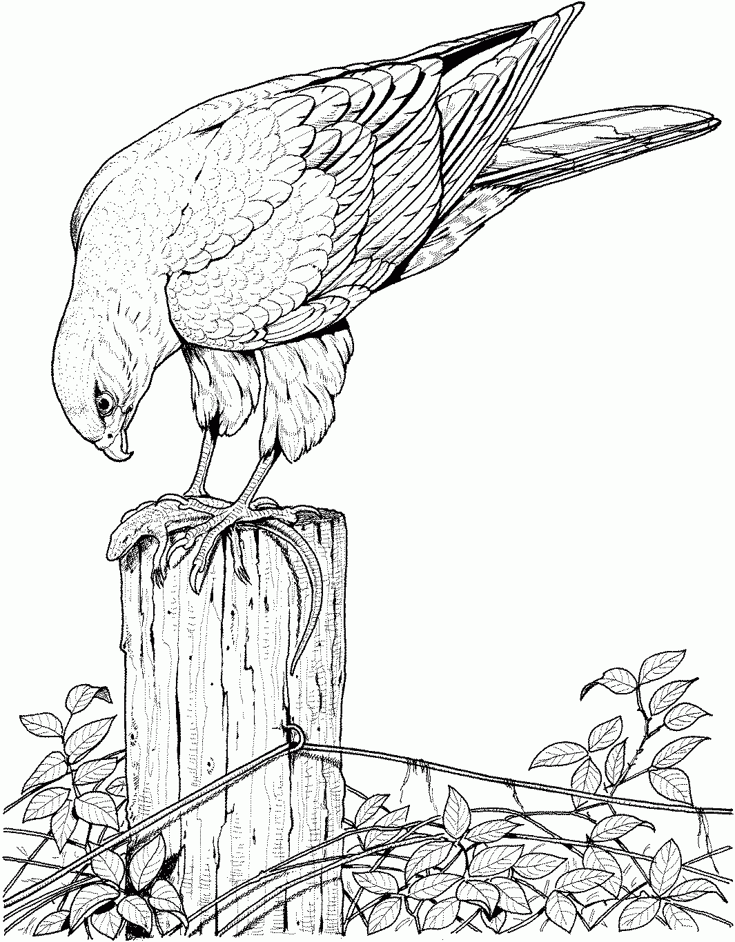 10 Top Hawk Coloring Pages