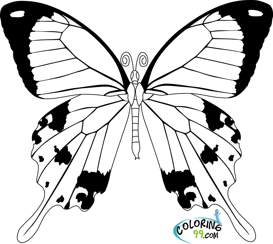 15 Free Printable Full Size Butterfly Coloring Pages Info Images 15