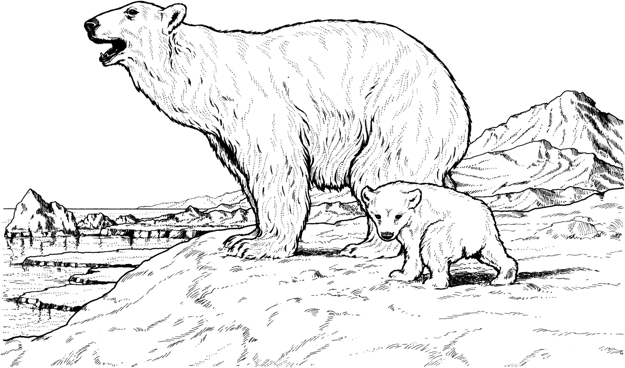 Printable Polar Bear Coloring Pages Printable Polar Bear Coloring Pages