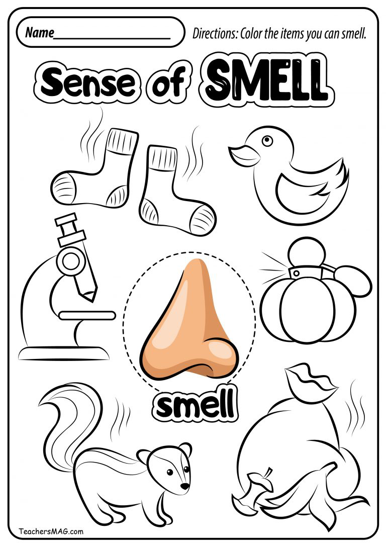 5 Senses Worksheets Free 5 Senses Worksheets Free