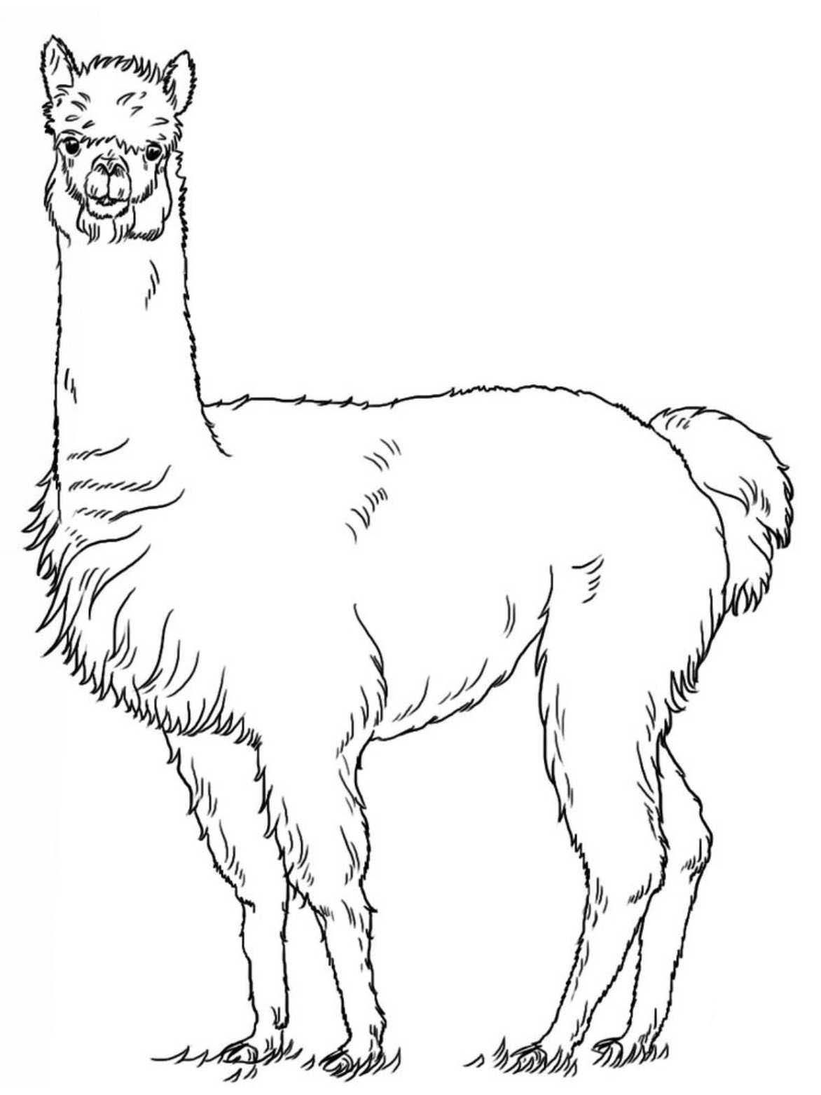 99 Llama Llama Coloring Pages Printable Heartof Cotton Candy 99 Llama Llama Coloring Pages Printable Heartof Cotton Candy