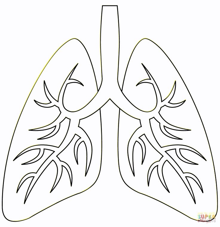 A Drawing Of The Lungs In Black And White A Drawing Of The Lungs In Black And White