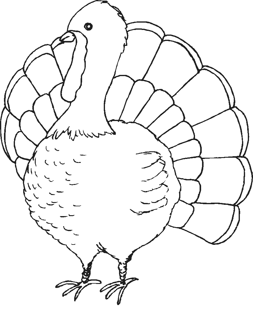 Turkey Color Pages Printable Turkey Color Pages Printable