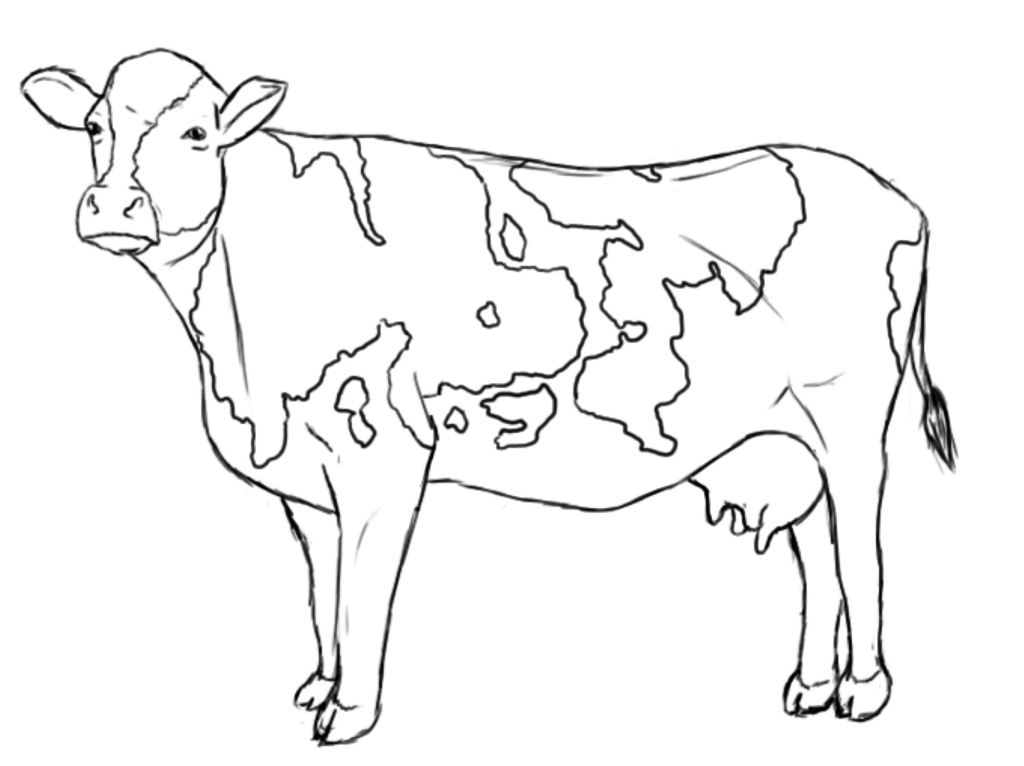 Adult Cow Coloring Page Dairy Cow Coloring Pages Realistic Cow Adult Cow Coloring Page Dairy Cow Coloring Pages Realistic Cow