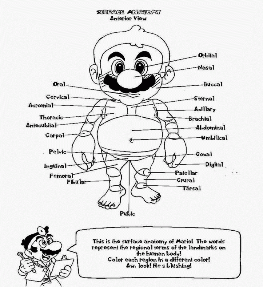 Anatomy And Physiology Coloring Pages Free Coloring Pages