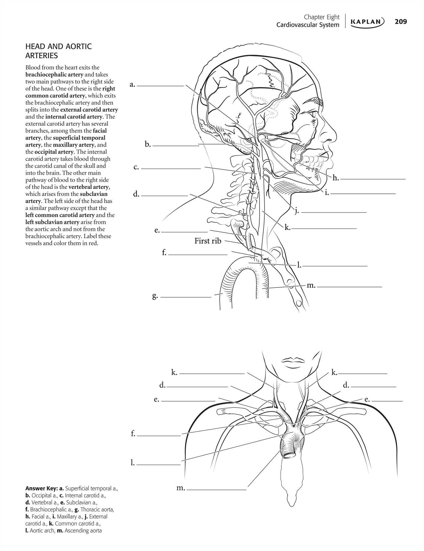 Anatomy Coloring Pages At GetDrawings Free Download Anatomy Coloring Pages At GetDrawings Free Download