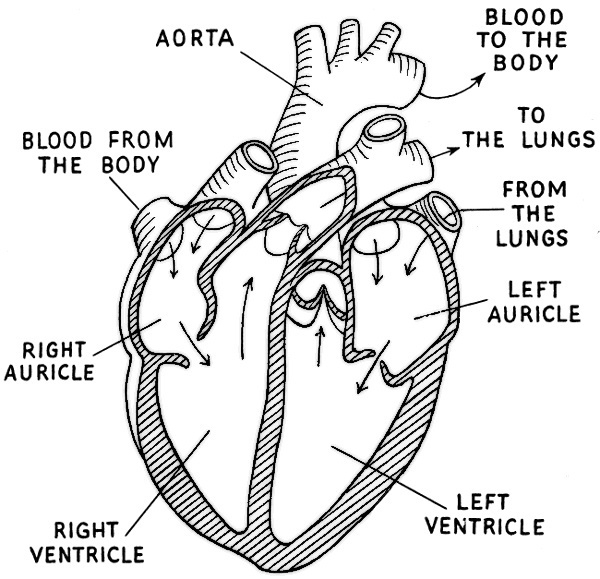 Anatomy Coloring Pages Heart Diagram Free Printable Coloring Pages Anatomy Coloring Pages Heart Diagram Free Printable Coloring Pages