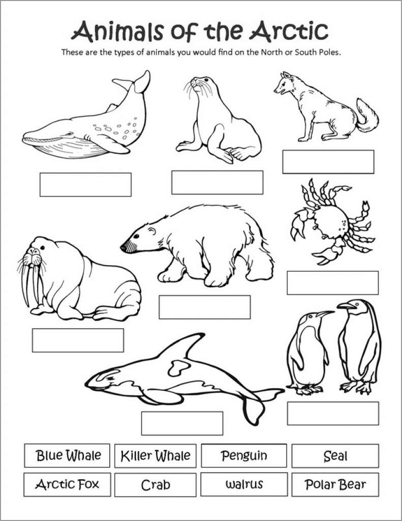 Arctic Animals Coloring Pages ColoringBay Arctic Animals Coloring Pages ColoringBay