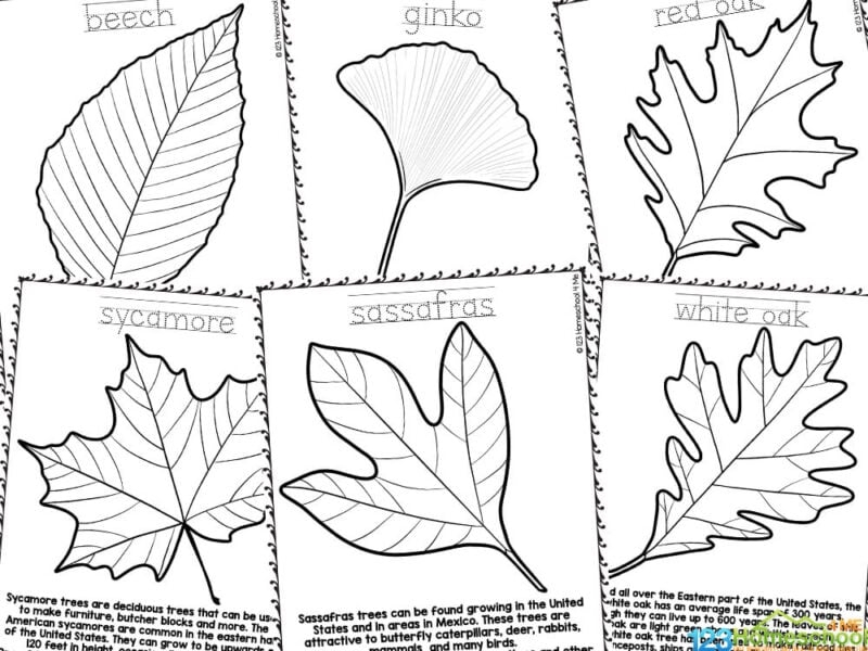 Autumn Leaves Colouring Sheet Infoupdate Autumn Leaves Colouring Sheet Infoupdate