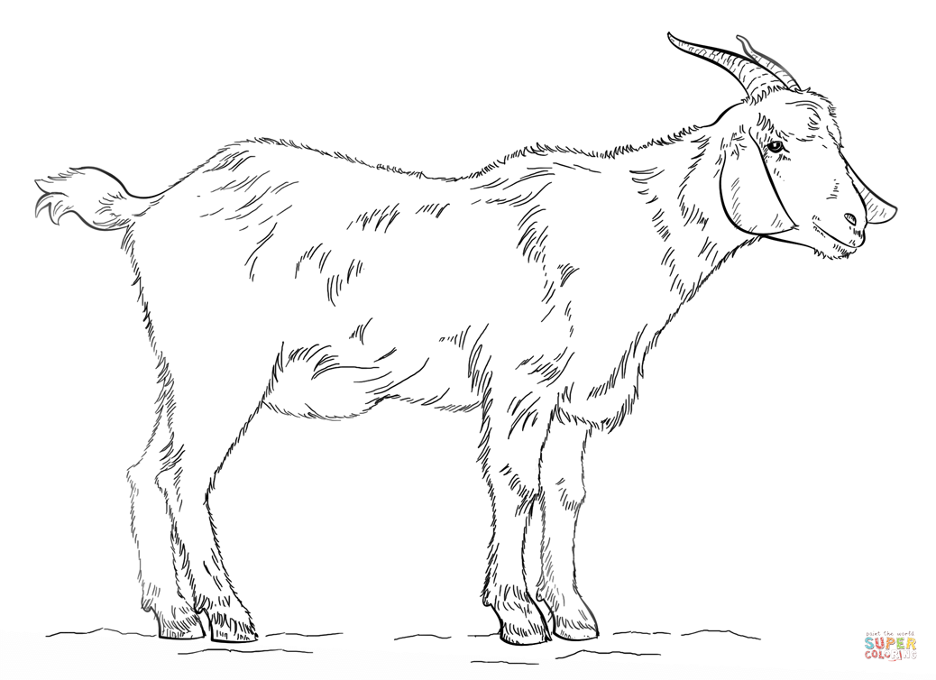 Belajar Mewarnai Gambar Kambing Clip Art Library Belajar Mewarnai Gambar Kambing Clip Art Library