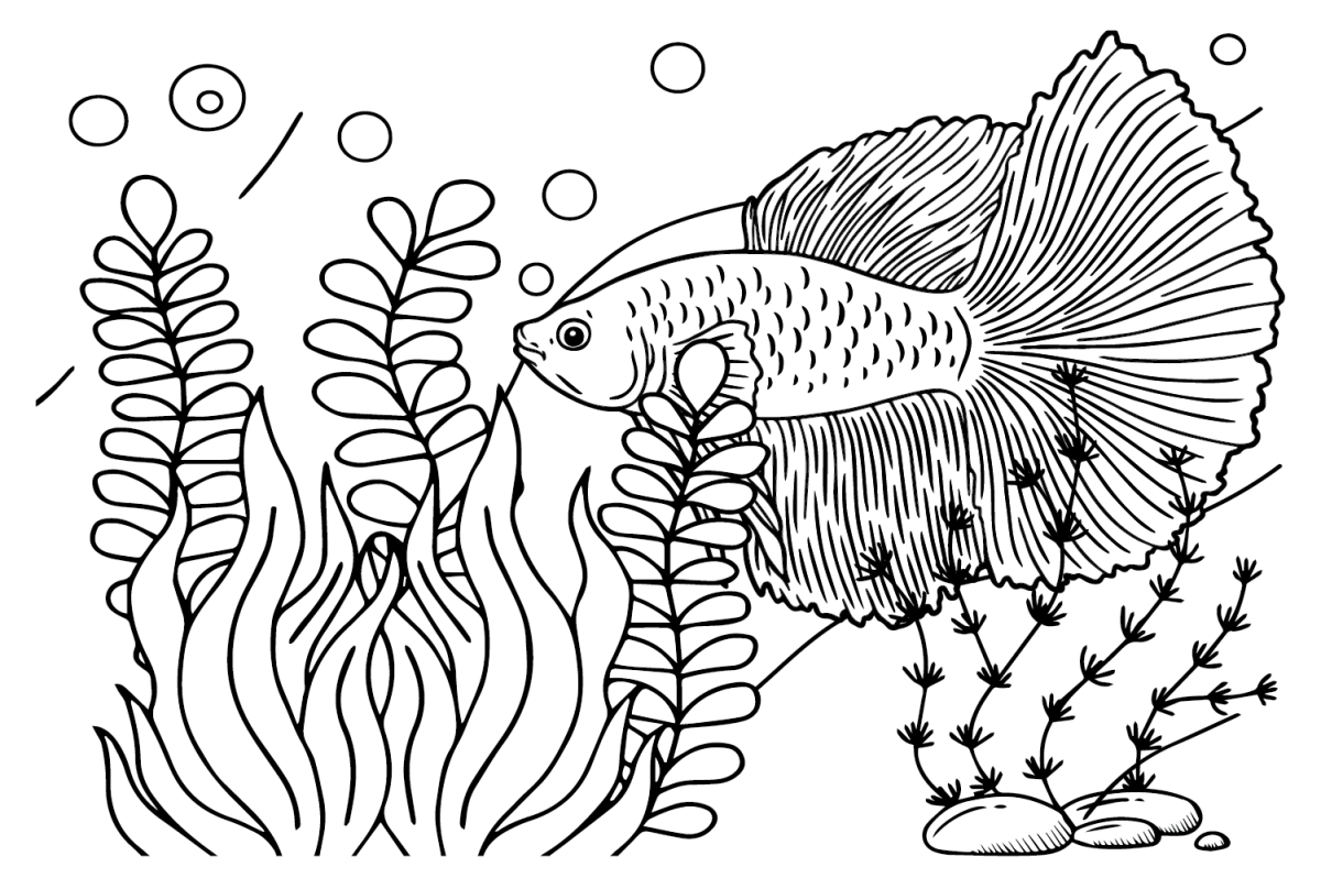 Betta Fish Coloring Pages Printable Coloring Pages Betta Fish Coloring Pages Printable Coloring Pages