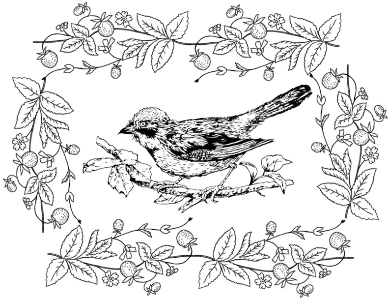Bird Coloring Pages Printable