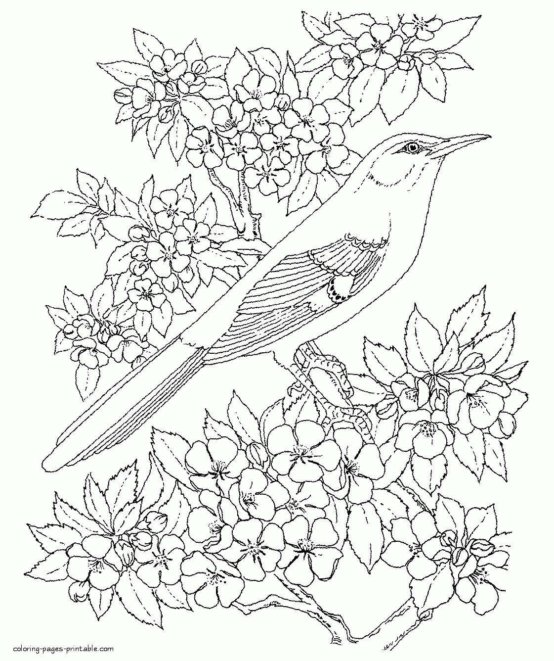 Birds Coloring Pages Printable Birds Coloring Pages Printable