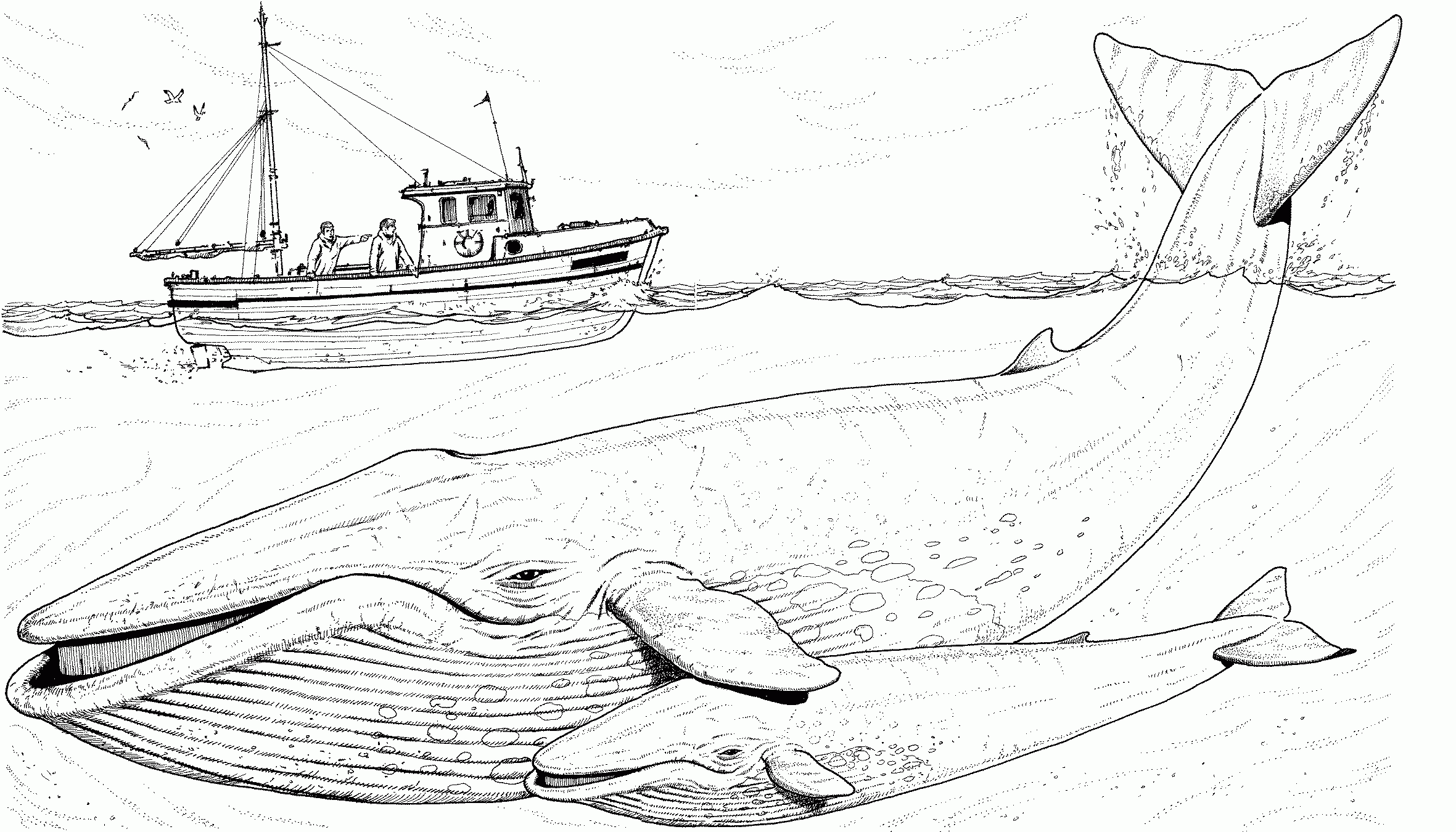 Blue Whale Coloring Pages Printable Blue Whale Coloring Pages Printable