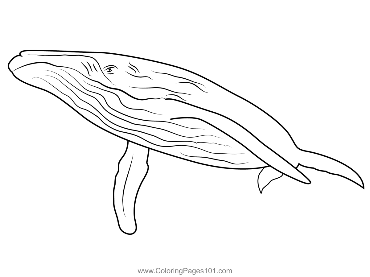 Blue Whale Coloring Pages Printable Blue Whale Coloring Pages Printable