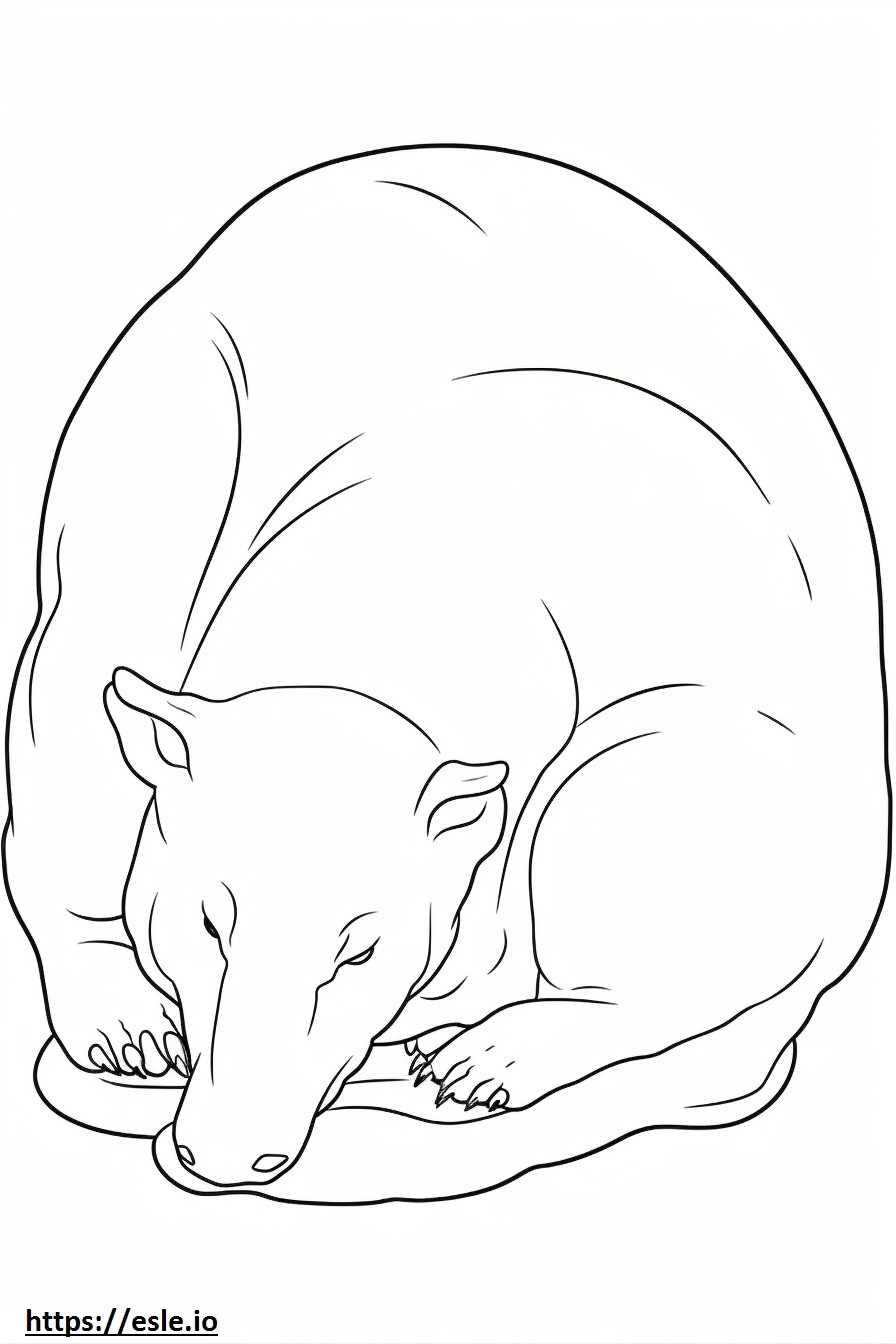Bongo Sleeping Coloring Page Bongo Sleeping Coloring Page