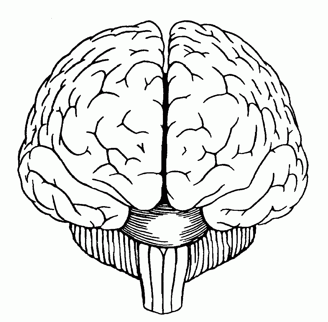 Brain Diagram Front View Anatomy Coloring Book Coloring Books Brain Diagram Front View Anatomy Coloring Book Coloring Books