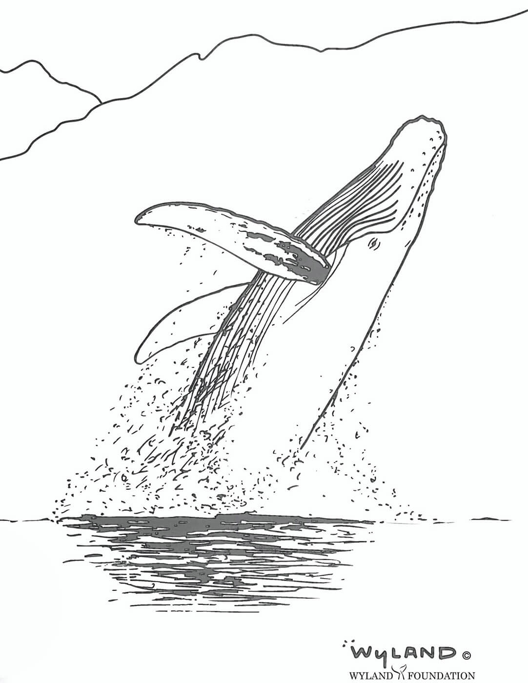 Breaching Humpback Whale Color Page Coloring Home Breaching Humpback Whale Color Page Coloring Home