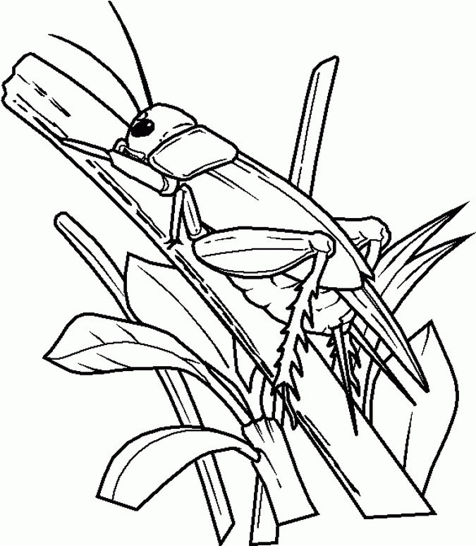 Bugs Coloring Pages For Kids Coloring Home