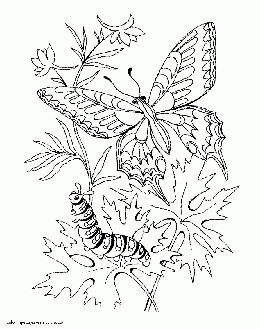 Butterfly Free Printable Coloring Pages
