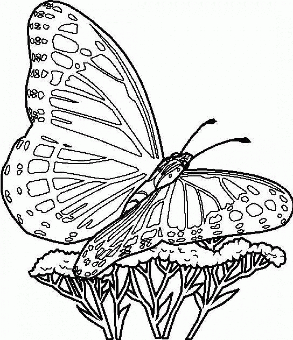 Butterfly Coloring Pages Kidsuki Butterfly Coloring Pages Kidsuki