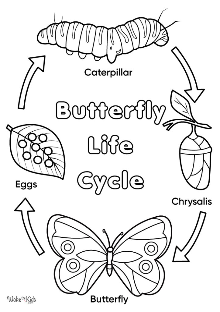 Butterfly Life Cycle Coloring Pages Free Printable PDFs WakeTheKids Butterfly Life Cycle Coloring Pages Free Printable PDFs WakeTheKids