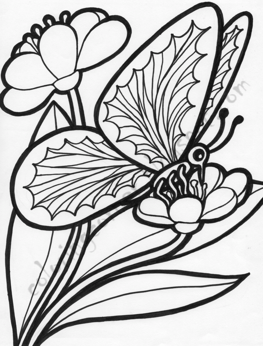 Butterfly On A Flower Coloring Page Coloring Home