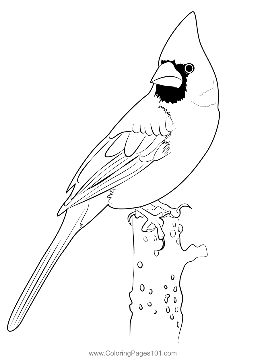Cardinal 2 Coloring Page For Kids Free Sparrows Printable Coloring
