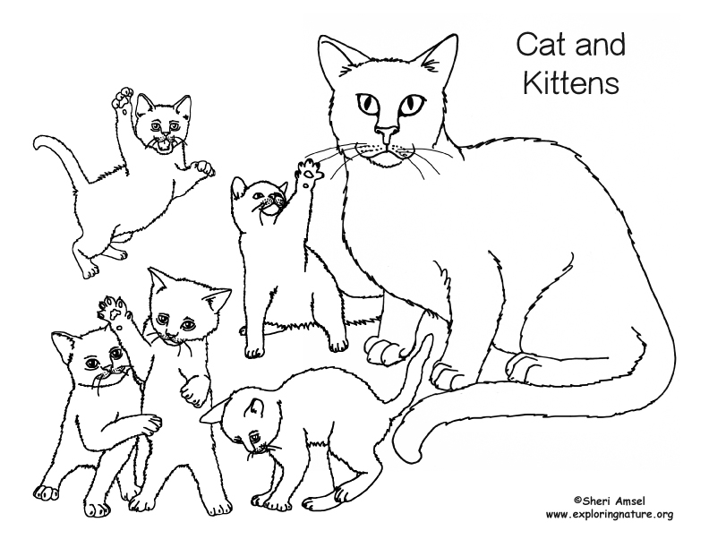 Cat And Kittens Coloring Page Cat And Kittens Coloring Page