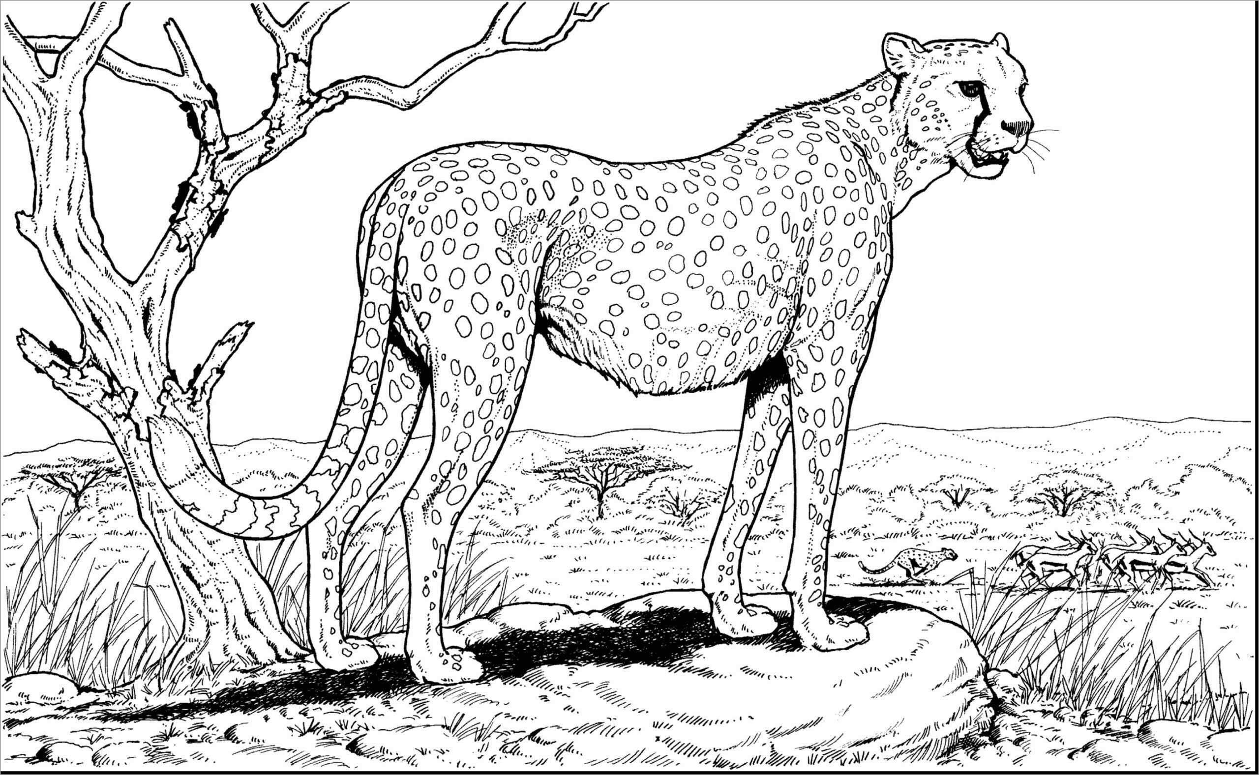 Cheetah Printable Coloring Pages Cheetah Printable Coloring Pages