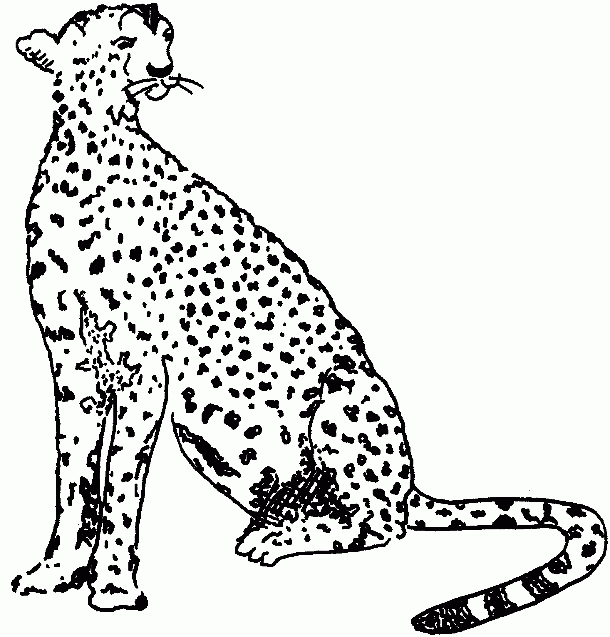 Cheetah Coloring Pages Printable Cheetah Coloring Pages Printable