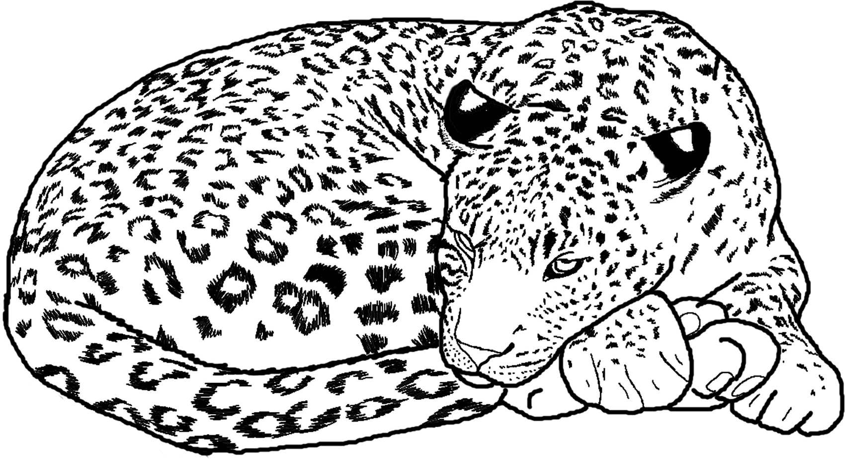 Cheetah Printable Coloring Page Free Printable Coloring Pages Cheetah Printable Coloring Page Free Printable Coloring Pages