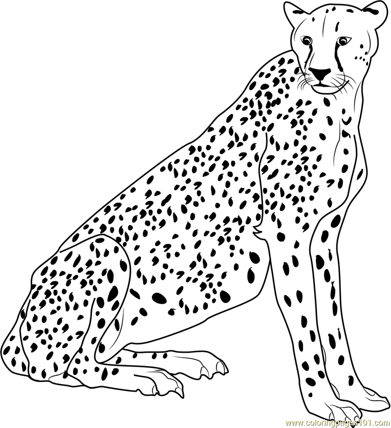 Cheetah Printable Coloring Pages Coloring Home Cheetah Printable Coloring Pages Coloring Home