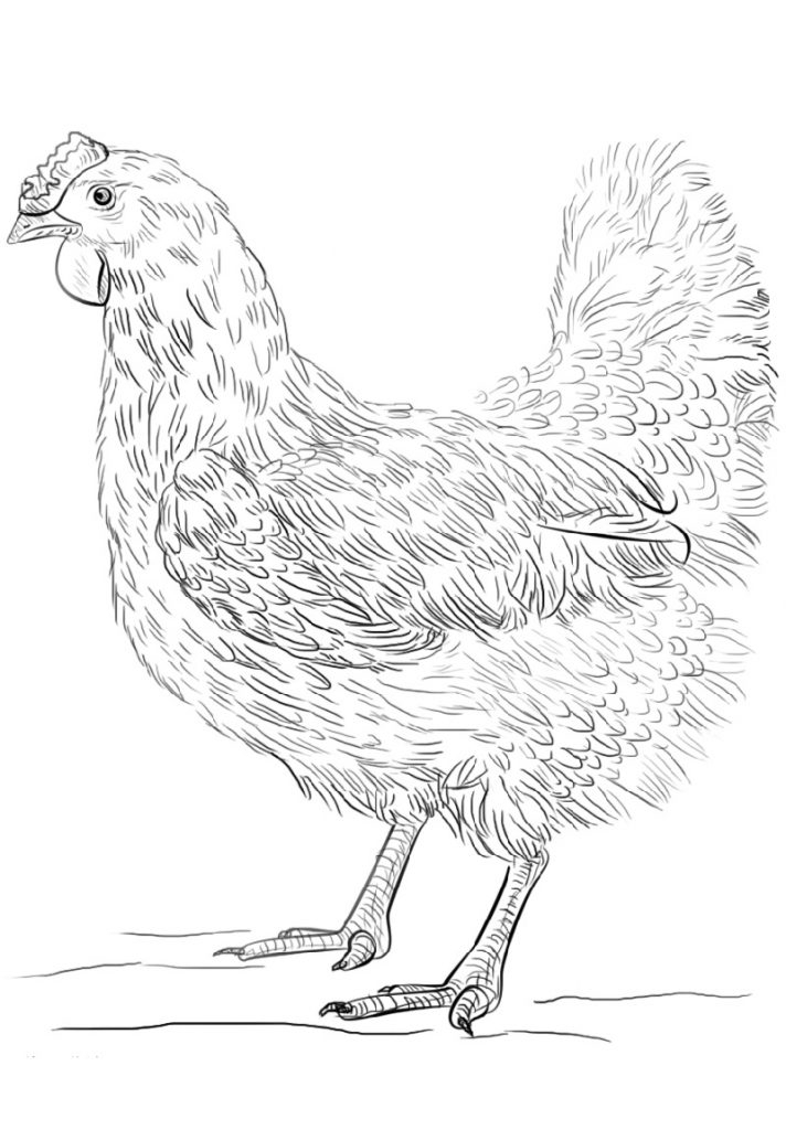 Chicken Printable Coloring Pages Chicken Printable Coloring Pages
