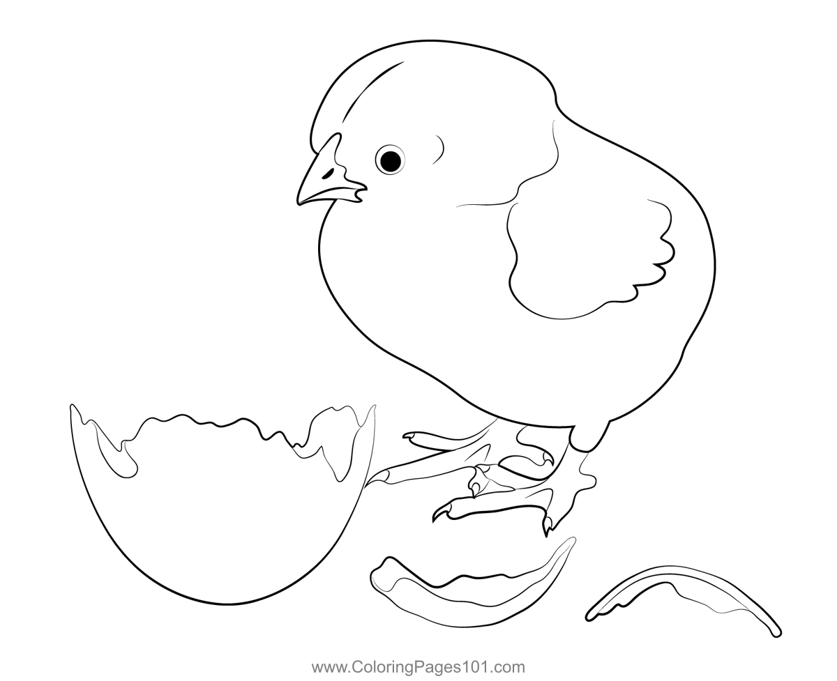 Chicken Egg Coloring Pages