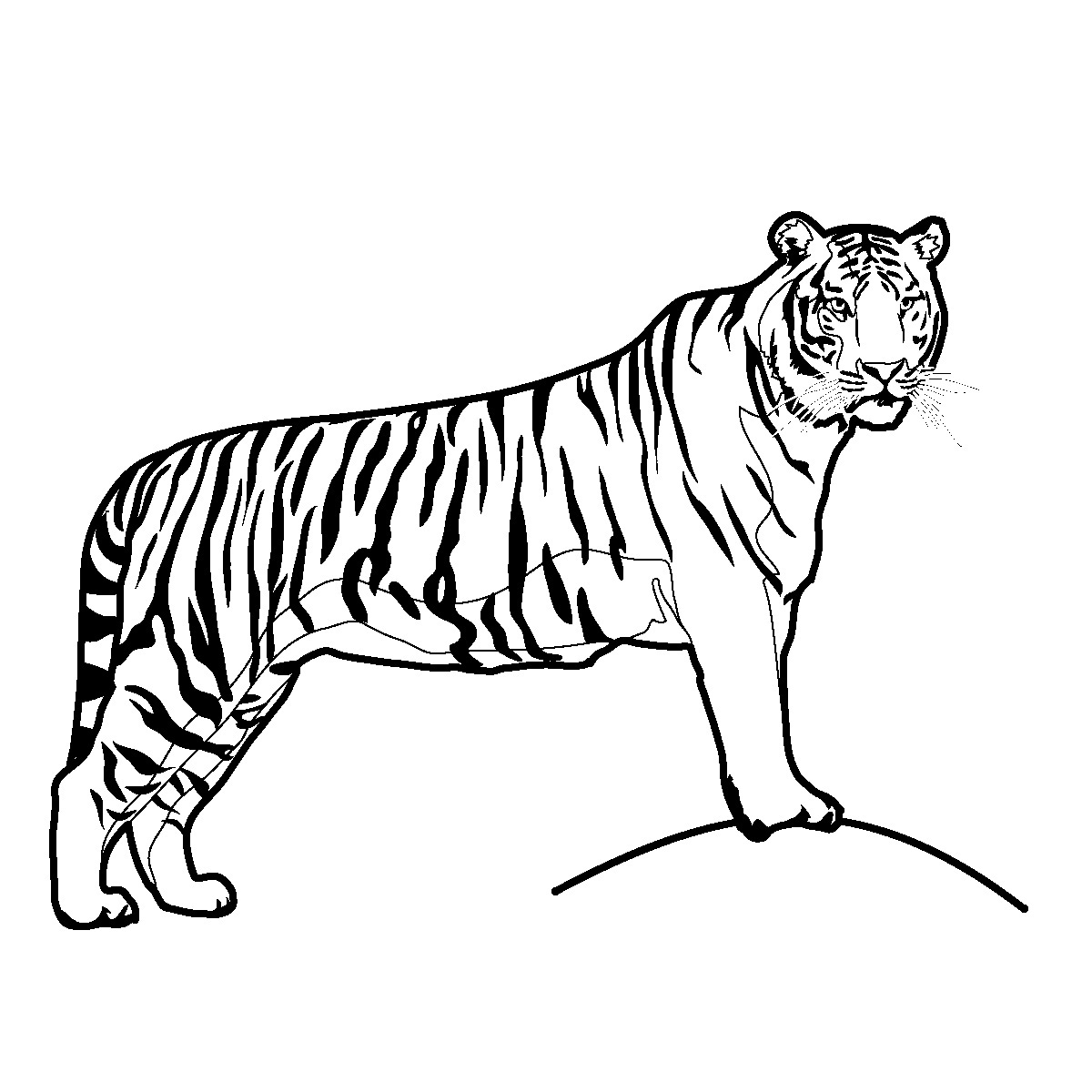 Clipart Tiger Black And White ClipArt Best