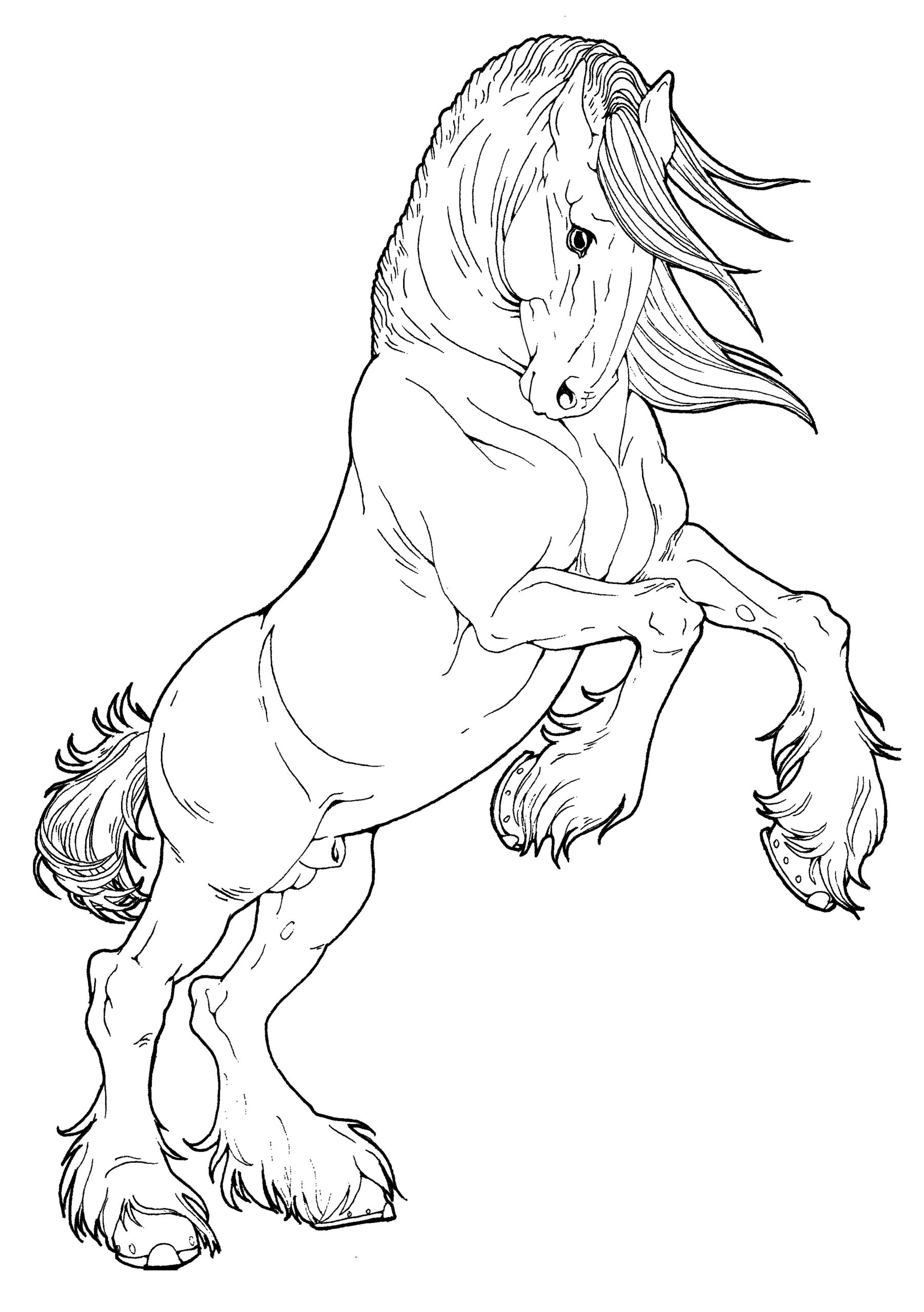 Clydesdale Stallion By AppleHunter Deviantart On DeviantART Horse Clydesdale Stallion By AppleHunter Deviantart On DeviantART Horse