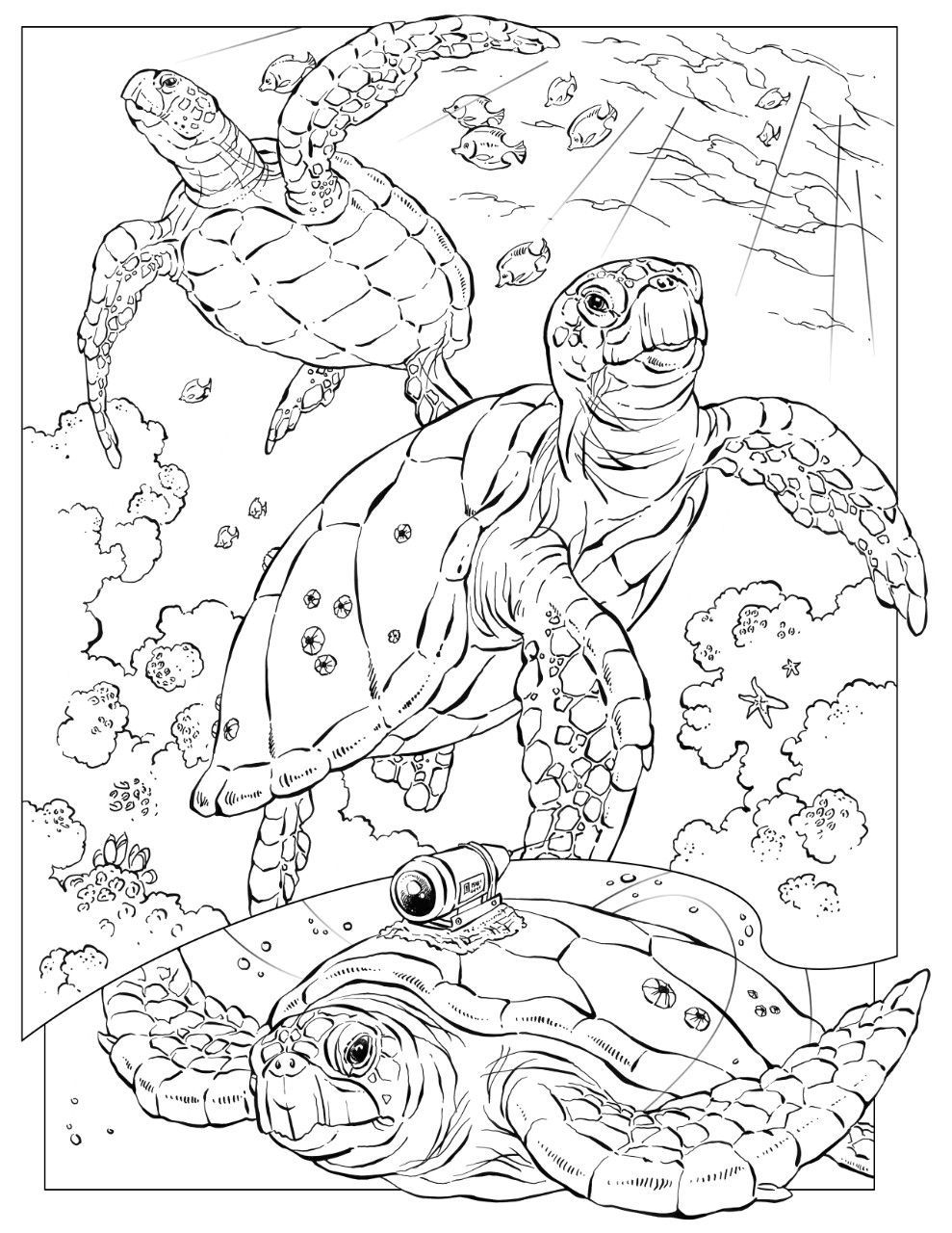 Coloring Book Animals J To Z Turtle Coloring Pages Ocean Coloring