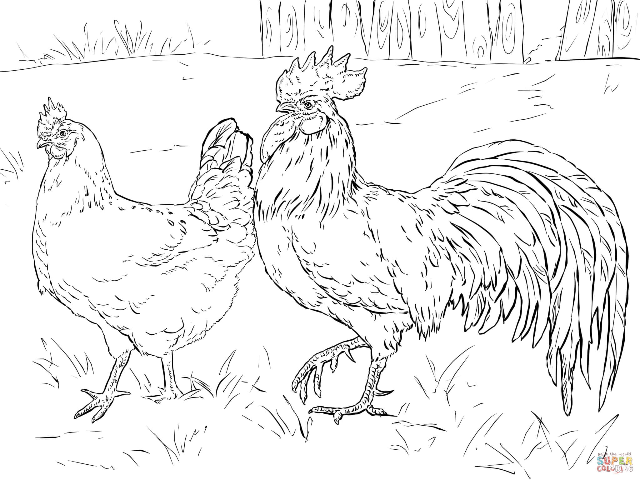 Coloring Page Of A Chicken Coloring Home