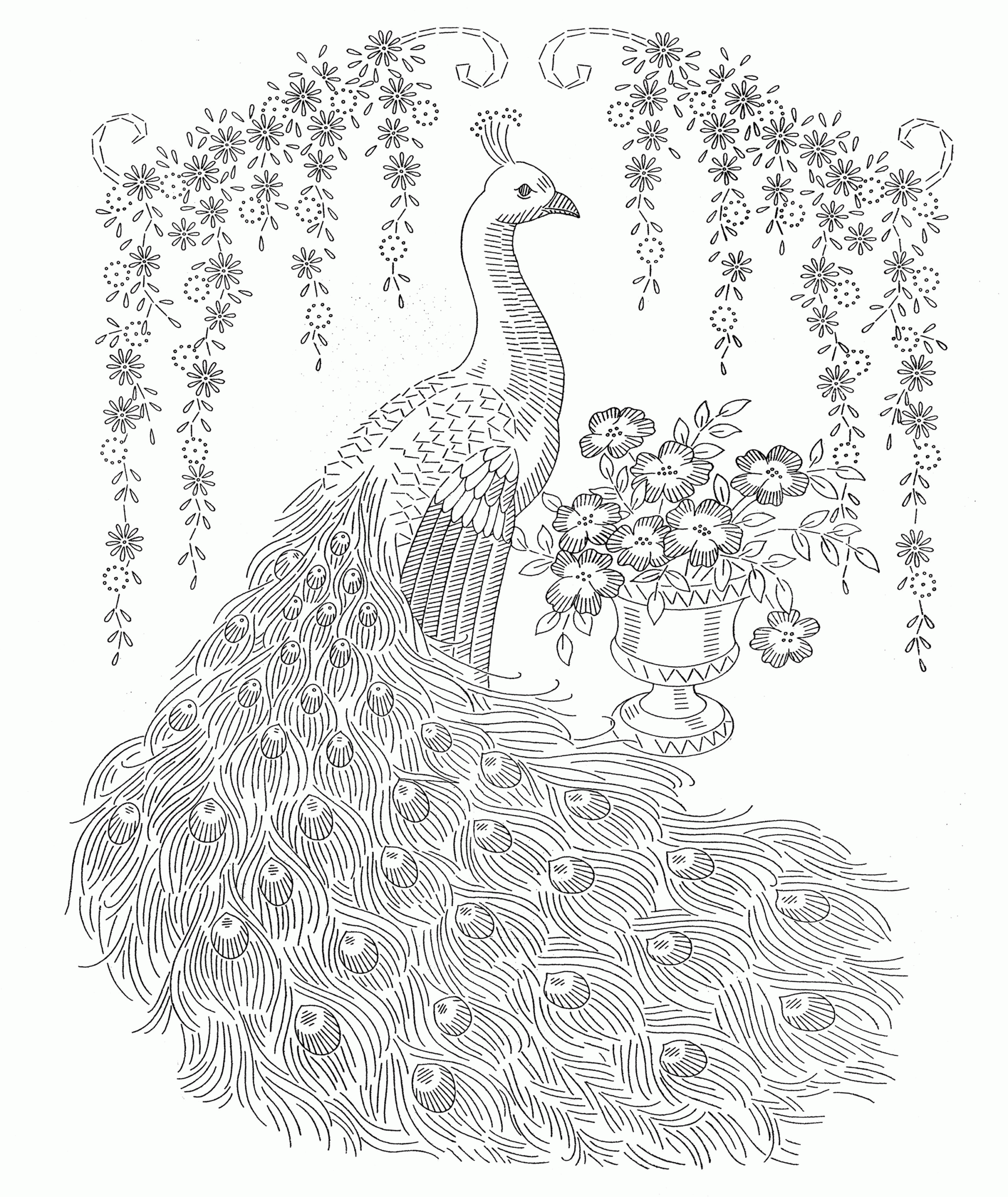 Coloring Pages For Adults Difficult Peacock 2 Jpg Coloring Home Coloring Pages For Adults Difficult Peacock 2 Jpg Coloring Home