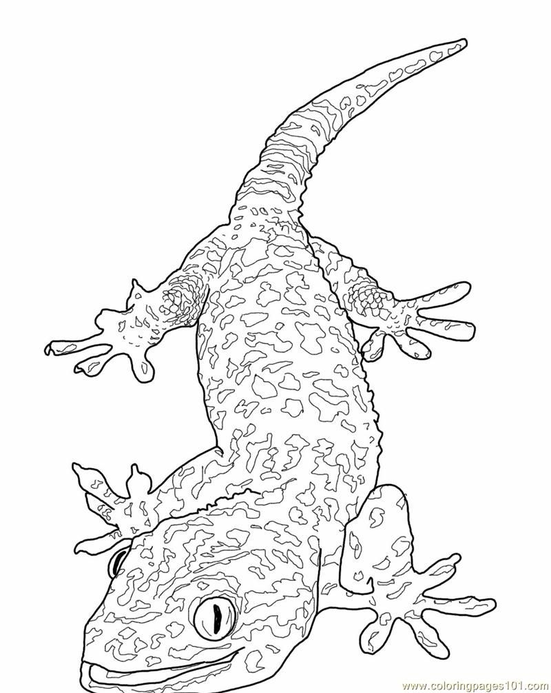 Lizard Printable Coloring Pages Lizard Printable Coloring Pages
