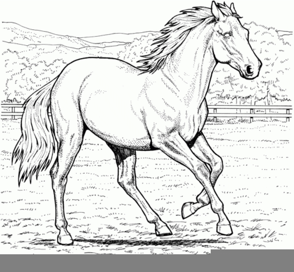 Coloring Pages Of Horses Printable Coloring Pages Of Horses Printable