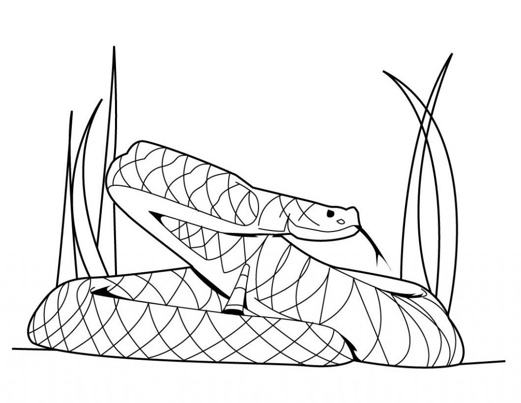 Coloring Pages Snakes Printable Coloring Pages Snakes Printable