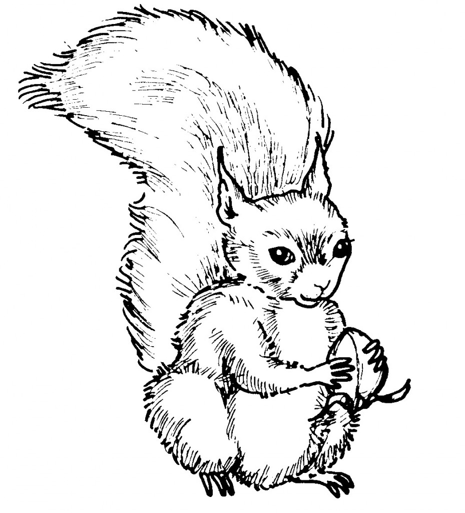 Squirrel Coloring Pages Free Printable Squirrel Coloring Pages Free Printable