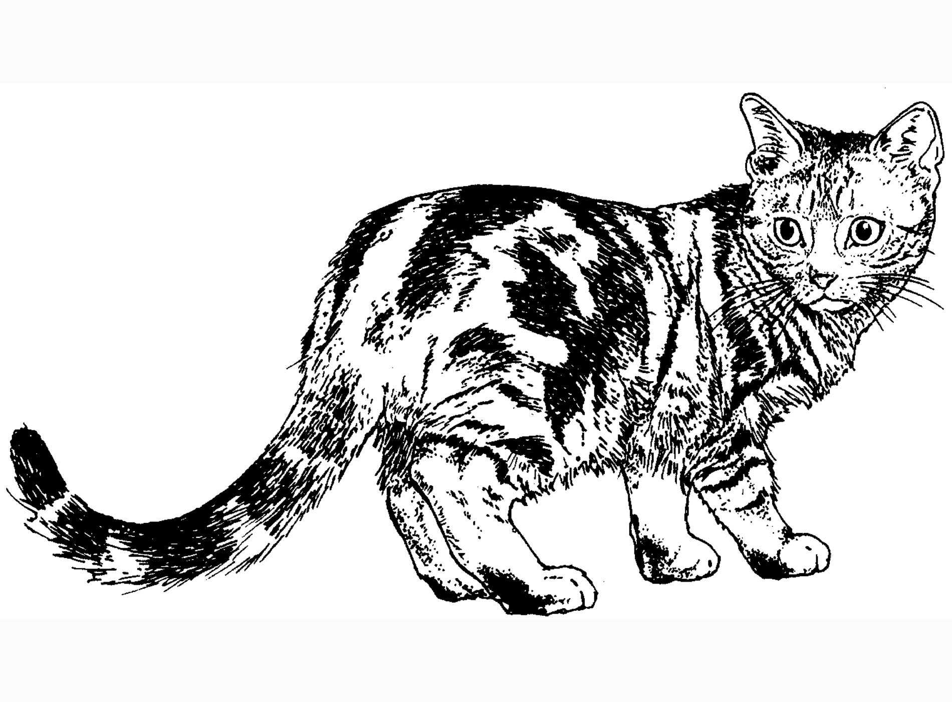 Coloring Realistic Cat Coloring Pages Cat Color Pages Printable Coloring Realistic Cat Coloring Pages Cat Color Pages Printable