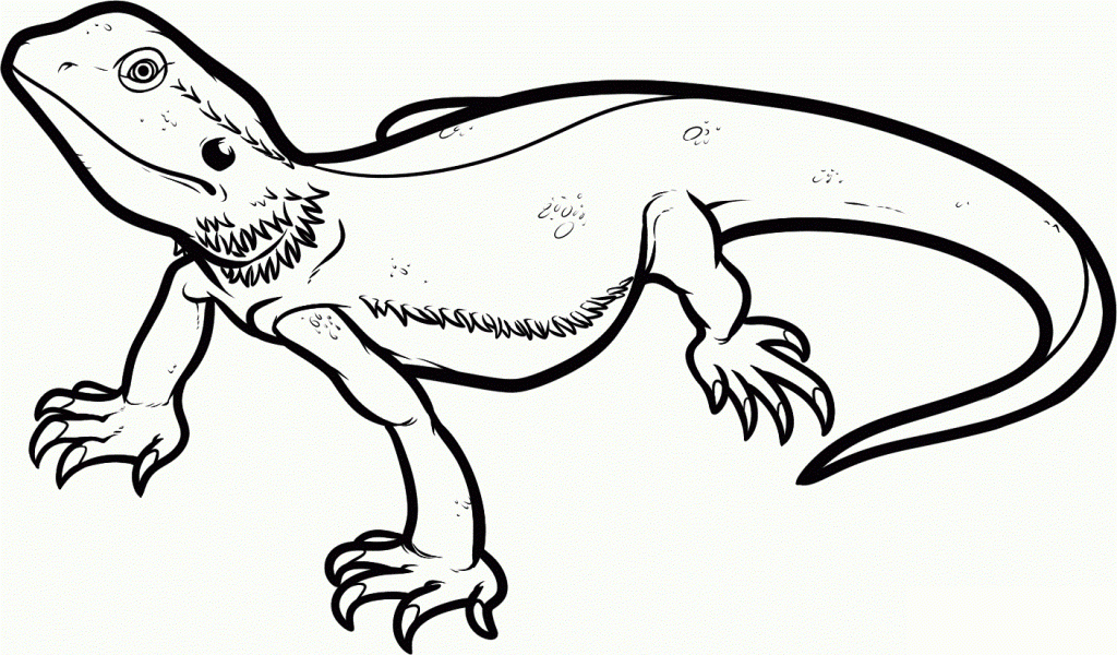 Printable Lizard Coloring Pages Printable Lizard Coloring Pages