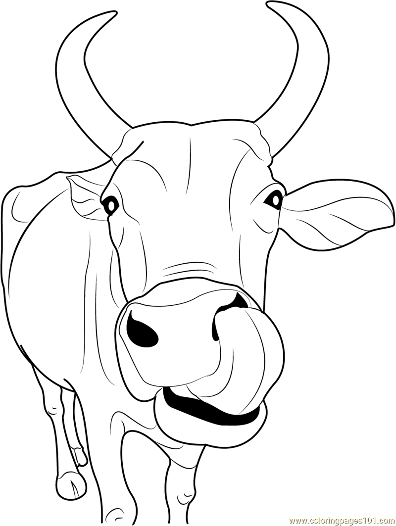 Cow Coloring Pages Printable Coloring Pages Of Cows ClipArt Best Cow Coloring Pages Printable Coloring Pages Of Cows ClipArt Best