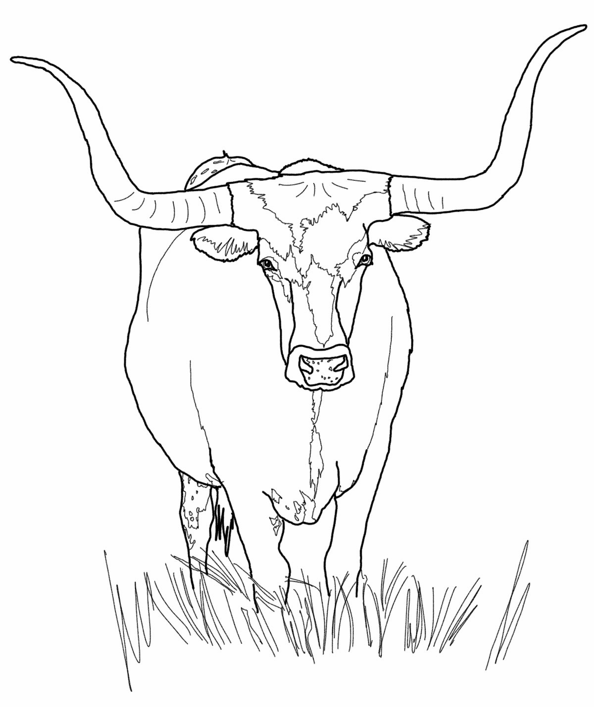 Cow Printable Coloring Pages ColoringMe Cow Printable Coloring Pages ColoringMe
