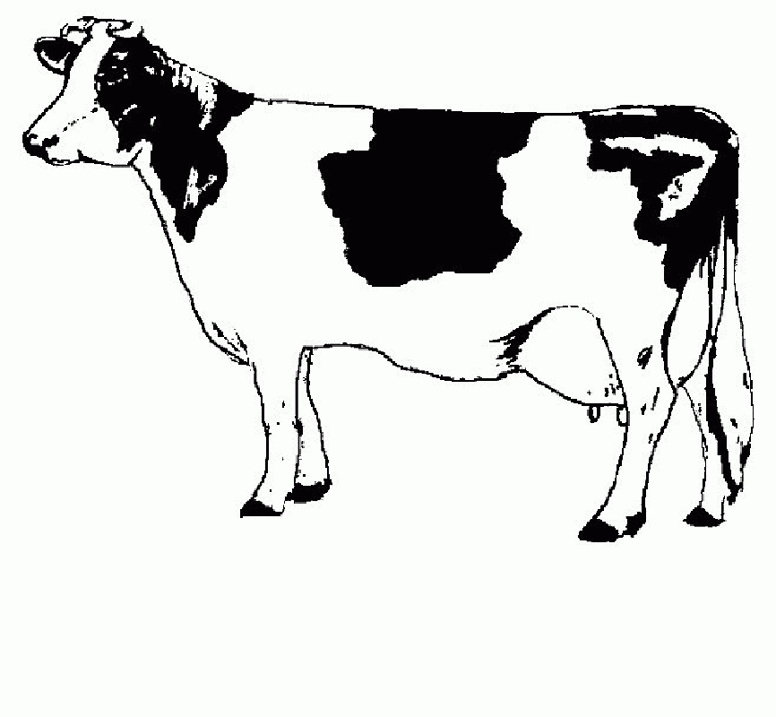 Cows Free Printable Coloring Pages Coloringpagesfun Cliparts Co Cows Free Printable Coloring Pages Coloringpagesfun Cliparts Co