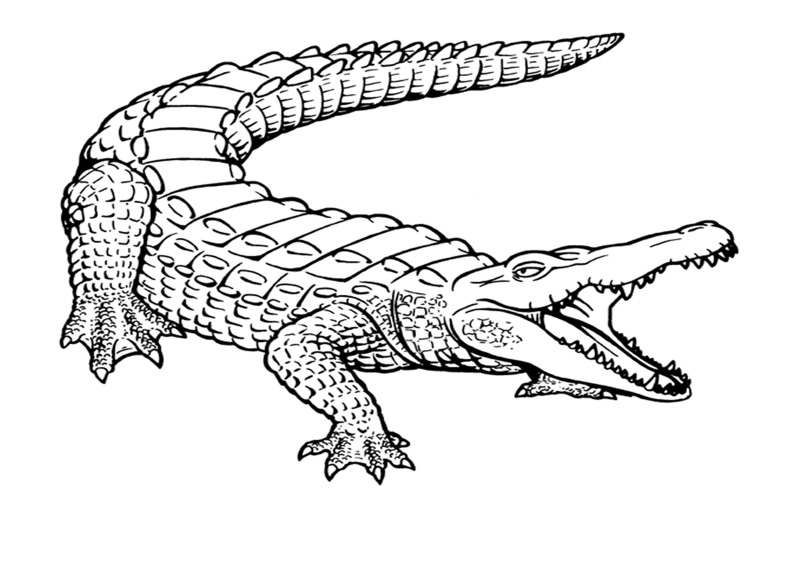 Crocodile Elept Roole Crocodile Elept Roole